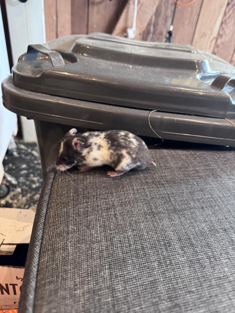 Goudhamsters / hamsters, Dieren en Toebehoren, Knaagdieren, Hamster, Maart, Meerdere dieren, Tam
