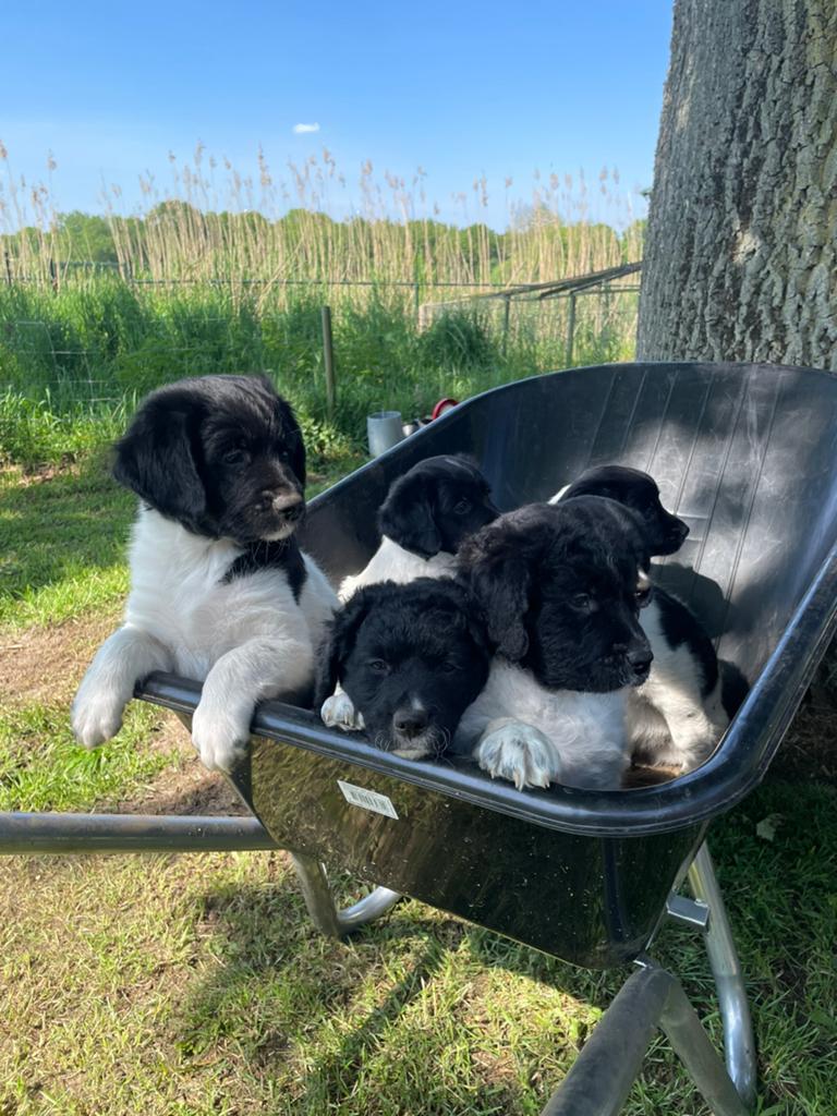 Hele vrolijke Friese Stabij X Border Collie pups, Parvo, 8 tot 15 weken, Meerdere, Meerdere dieren