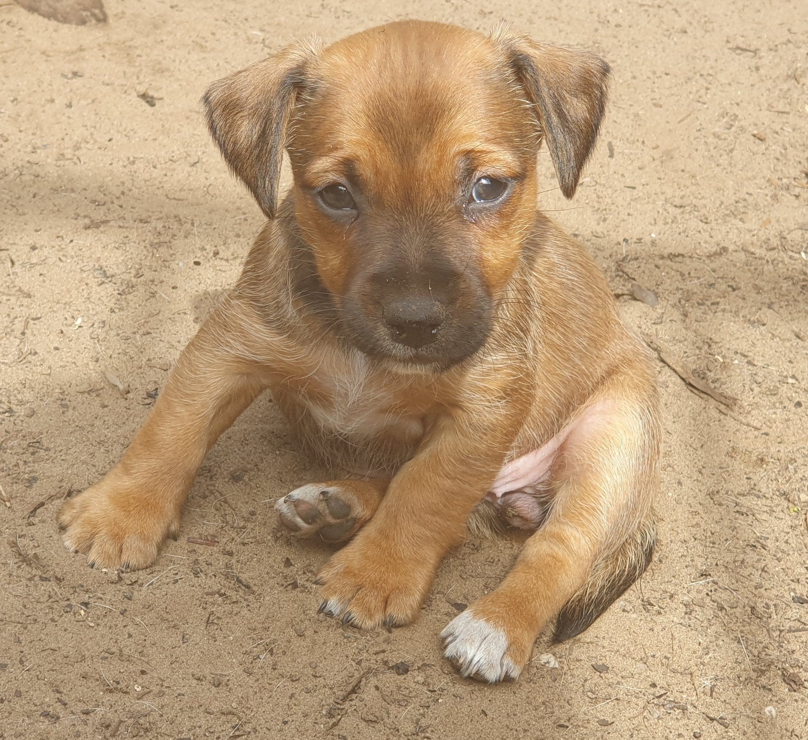 Prachtige Jack russel pups, Dieren en Toebehoren, Honden | Jack Russells en Terriërs, Jack Russell Terriër, CDV (hondenziekte)