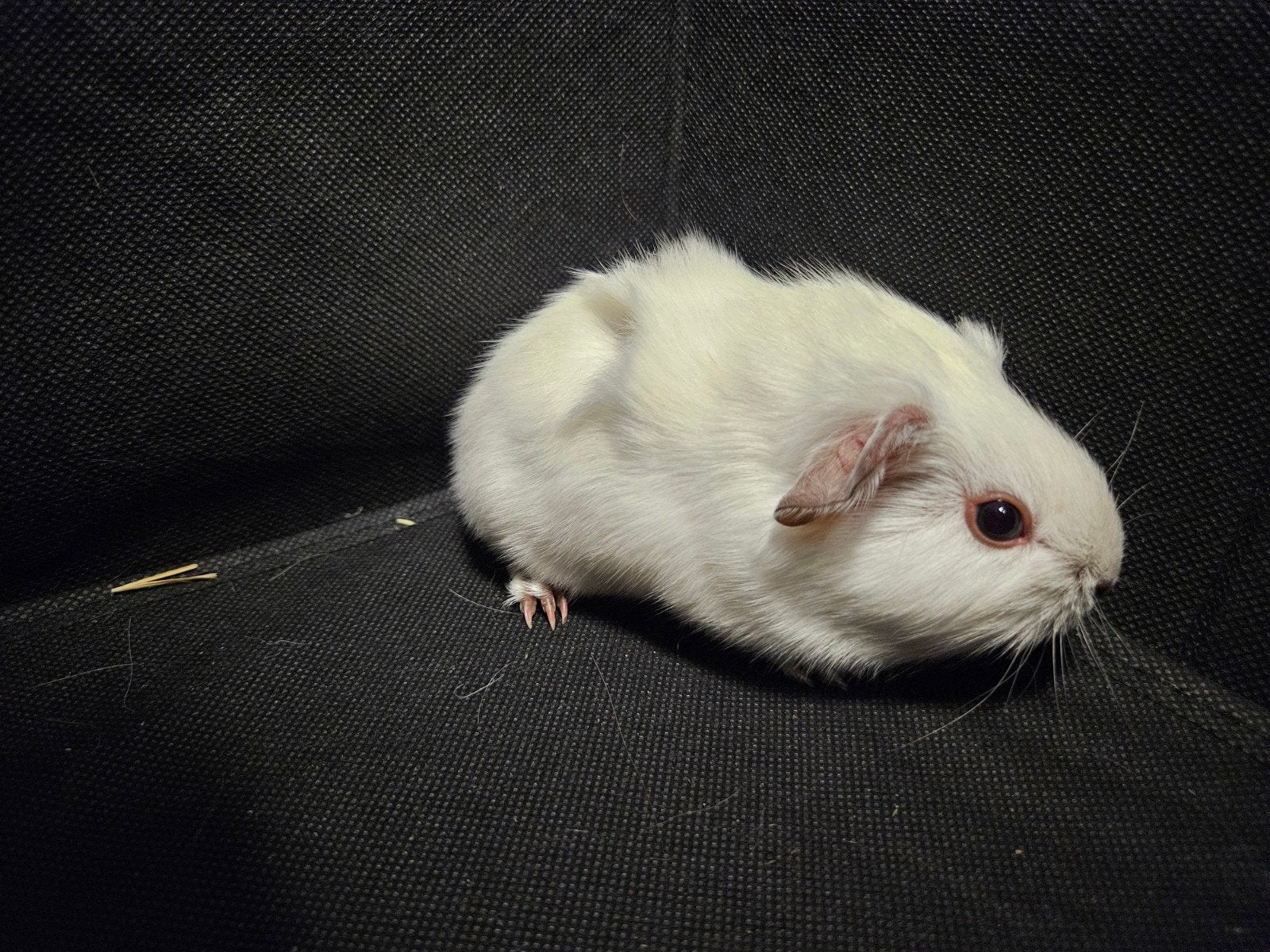 Knappe california cavia, Dieren en Toebehoren, Knaagdieren, Mannelijk, Cavia, Mei, Tam