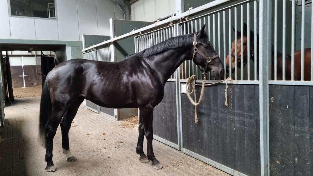 Leuke ruin, Met stamboom, Ruin, Dressuurpaard, 3 tot 6 jaar