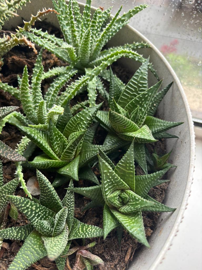 Haworthia Limfolia plantjes (prijs per stuk), Ophalen, Vetplant, Minder dan 100 cm, Volle zon