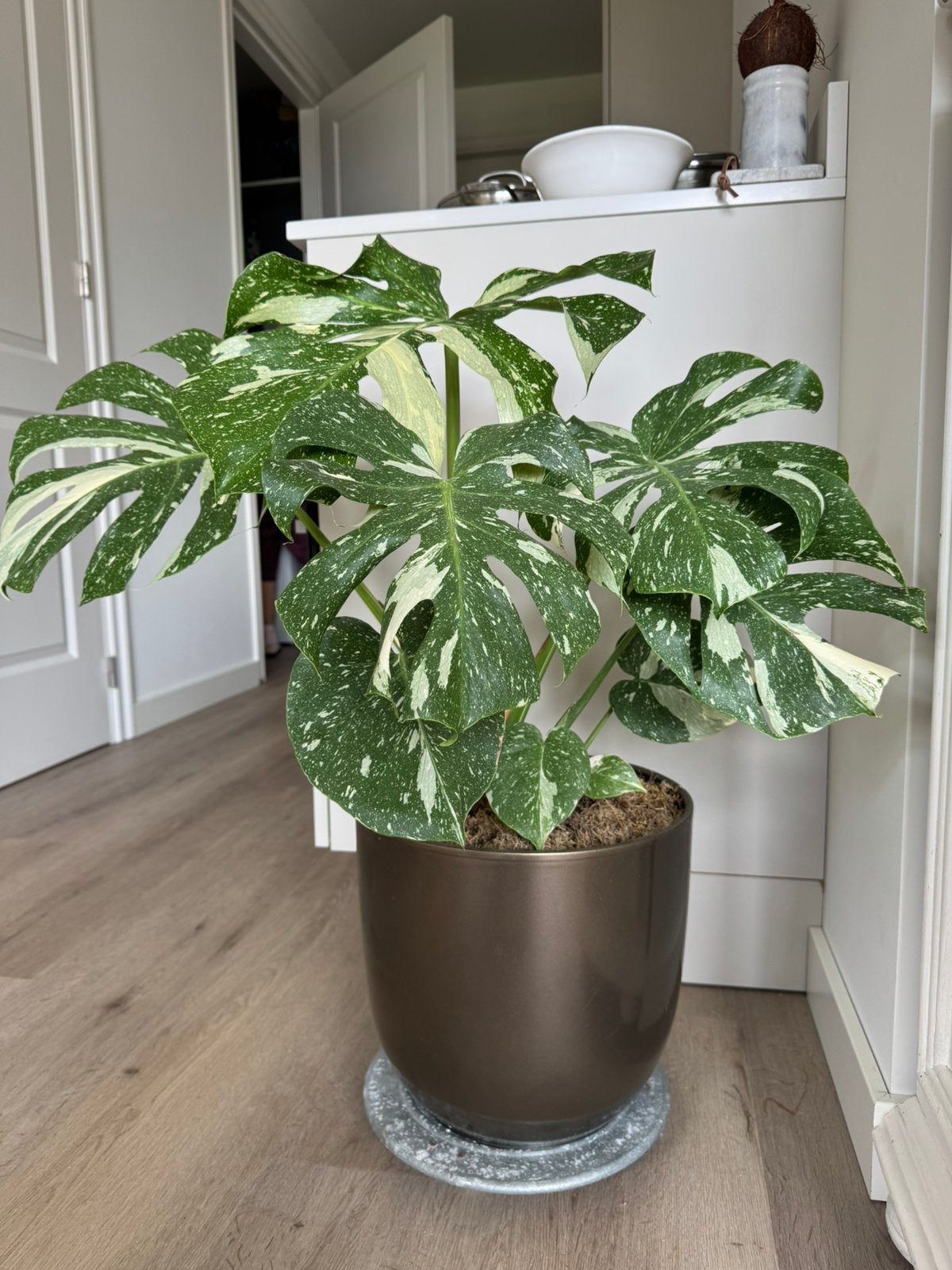 Monstera Thai Constellation inclusief pot, Huis en Inrichting, Kamerplanten, Ophalen, In pot, Halfschaduw, Minder dan 100 cm