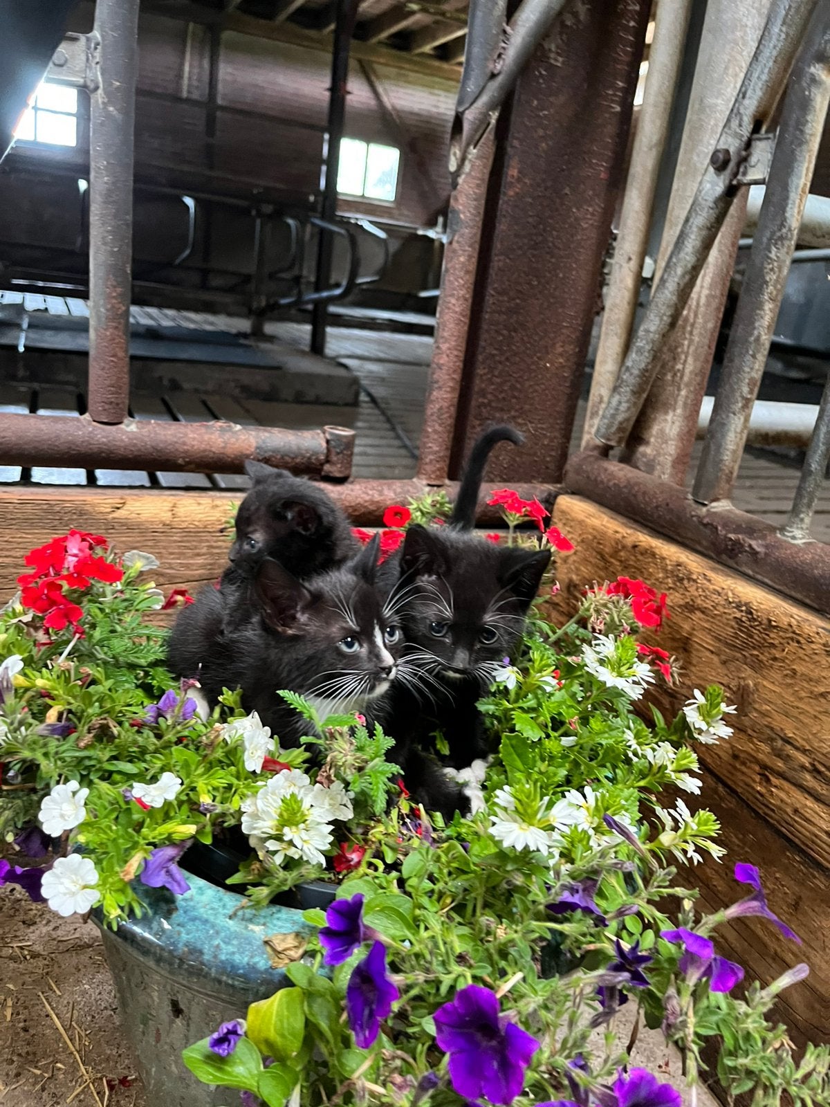 Prachtig lieve kittens te koop, Dieren en Toebehoren, Geslacht onbekend, Kortharig, 0 tot 2 jaar