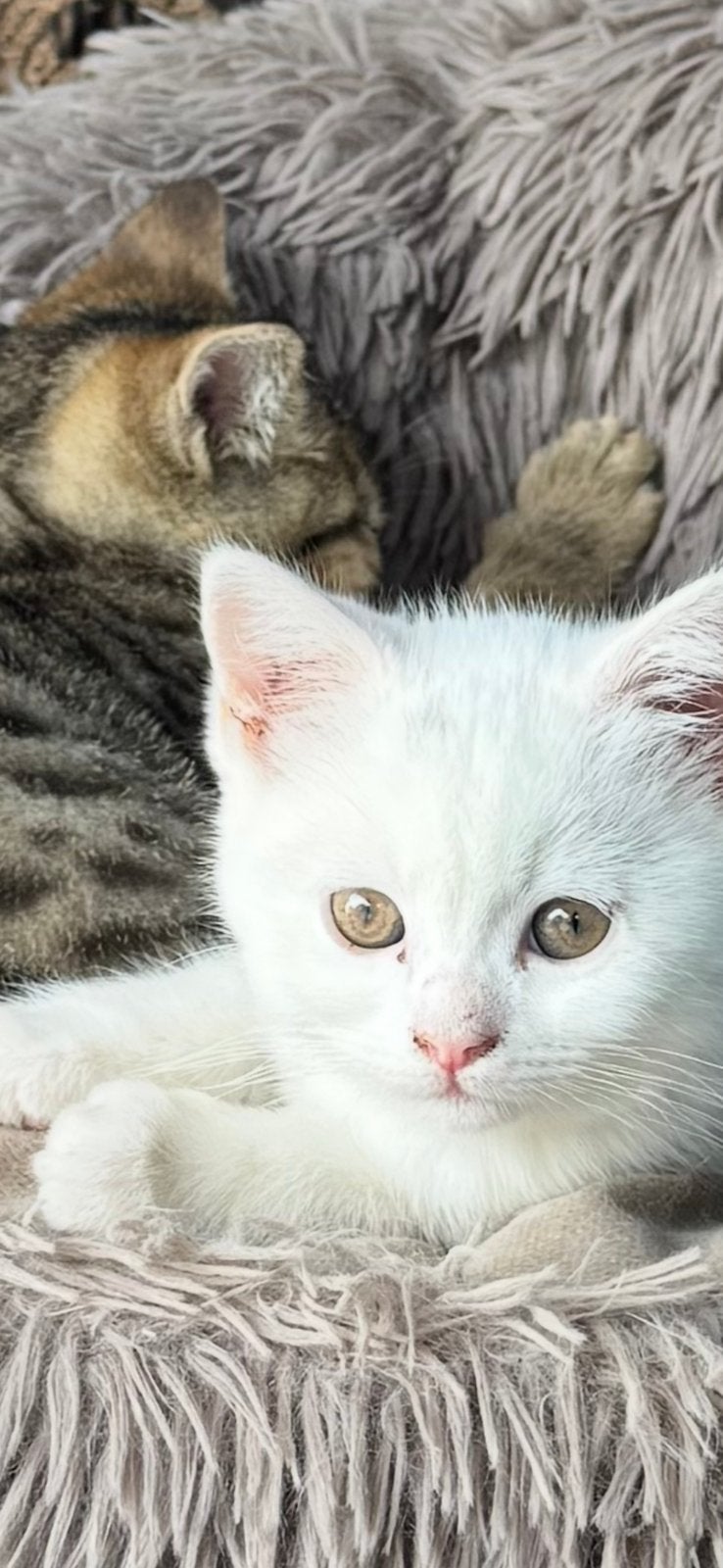Prachtige Britse Korthaar kruising Angora, Meerdere dieren