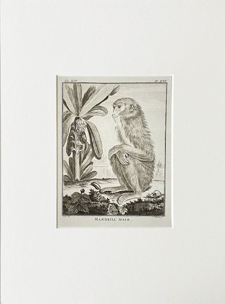 Ets 1783 du buffon in passe-partout en gratis verzending ., Antiek en Kunst, Kunst | Etsen en Gravures, Ophalen of Verzenden