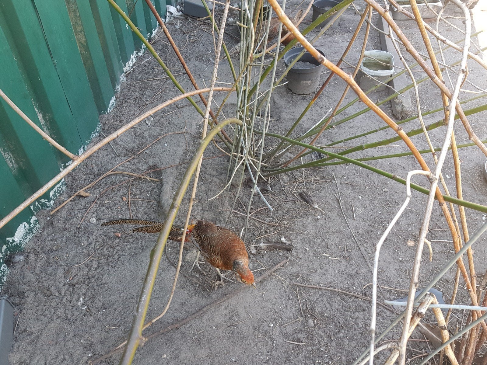 Goud fasant, Dieren en Toebehoren, Vogels | Overige Vogels, Meerdere dieren