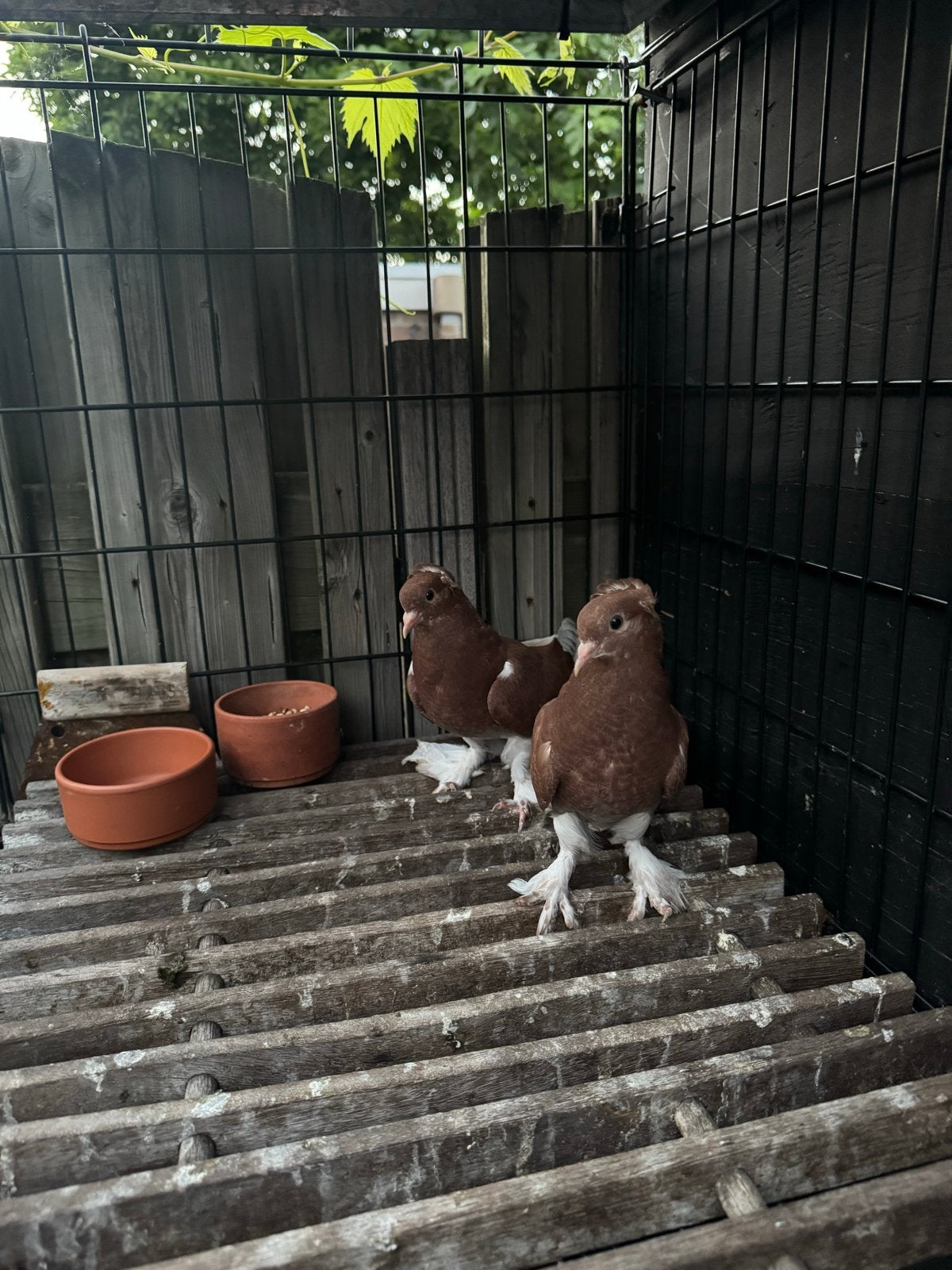 Takla, Dieren en Toebehoren