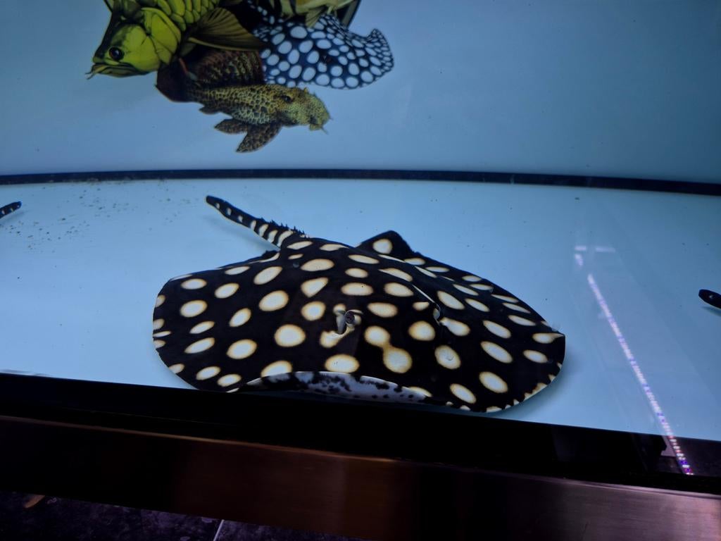 Potamotrygon Black diamond bigspot superwhite, Vis