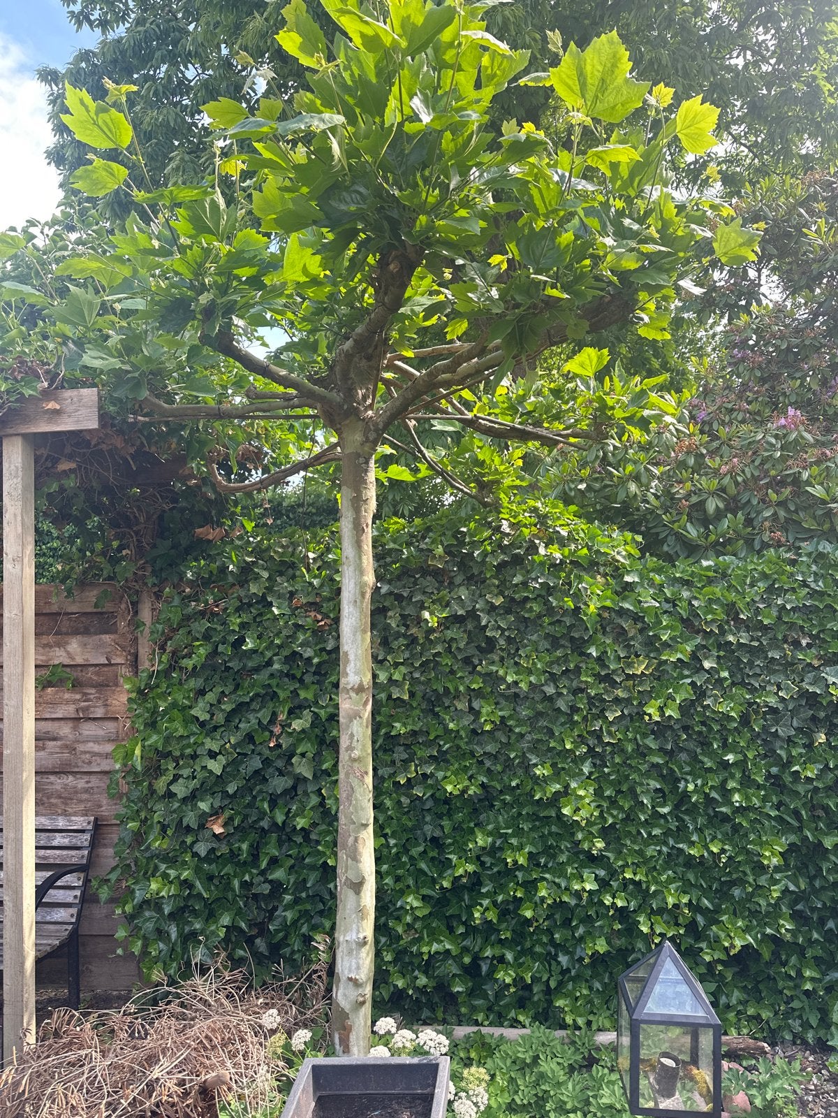 Gratis af te halen: volwassen dakplatanen, Tuin en Terras, Bloeit niet, Leiboom, 250 tot 400 cm, Ophalen