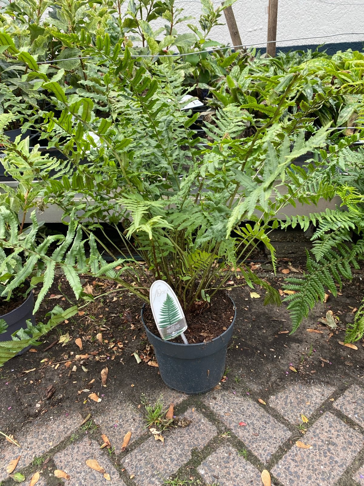 Diverse Varens voor Schaduwrijke Tuinen, Ophalen, Vaste plant, Varens, Bloeit niet