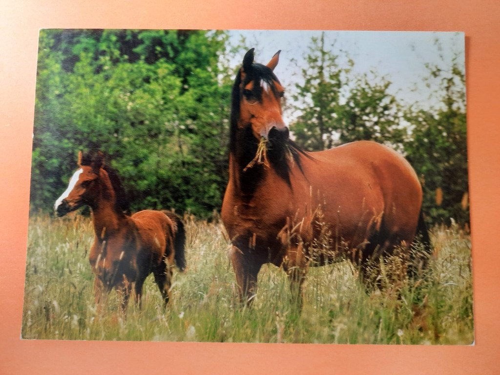 ansichtkaart paard veulen, Verzamelen, Ansichtkaarten | Dieren, Ophalen, 1980 tot heden, Ongelopen, Paard