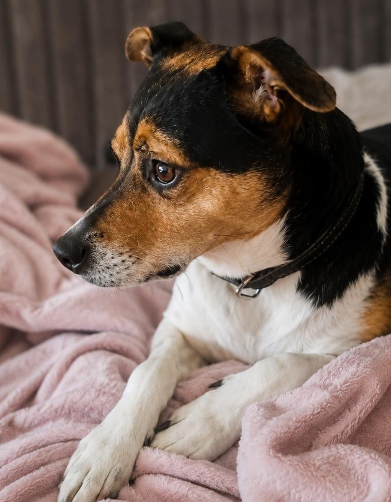 Trouwe boerenfox zoekt liefdevol baasje!, 6 jaar of ouder, Eén hond, Nederland, Particulier