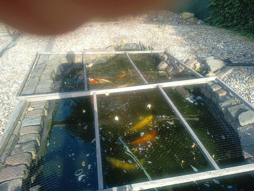 te koop aangeboden, Dieren en Toebehoren, Vissen | Vijvervissen, Karper of Koi