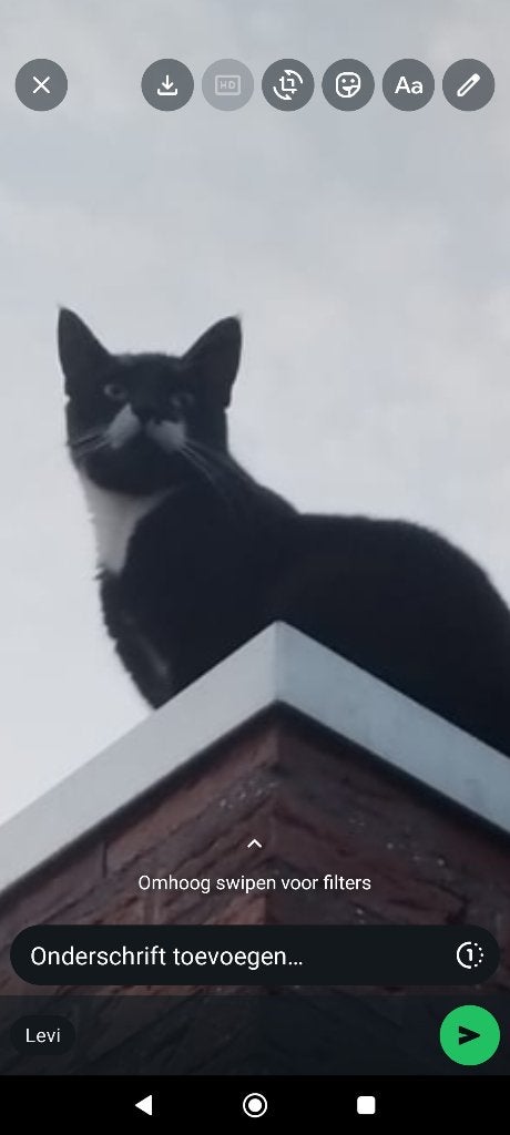 Vermist kat, Dieren en Toebehoren, Kat