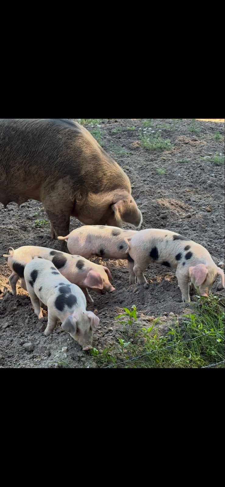 Bonte bentheimer varken biggen, Vrouwelijk, Varken