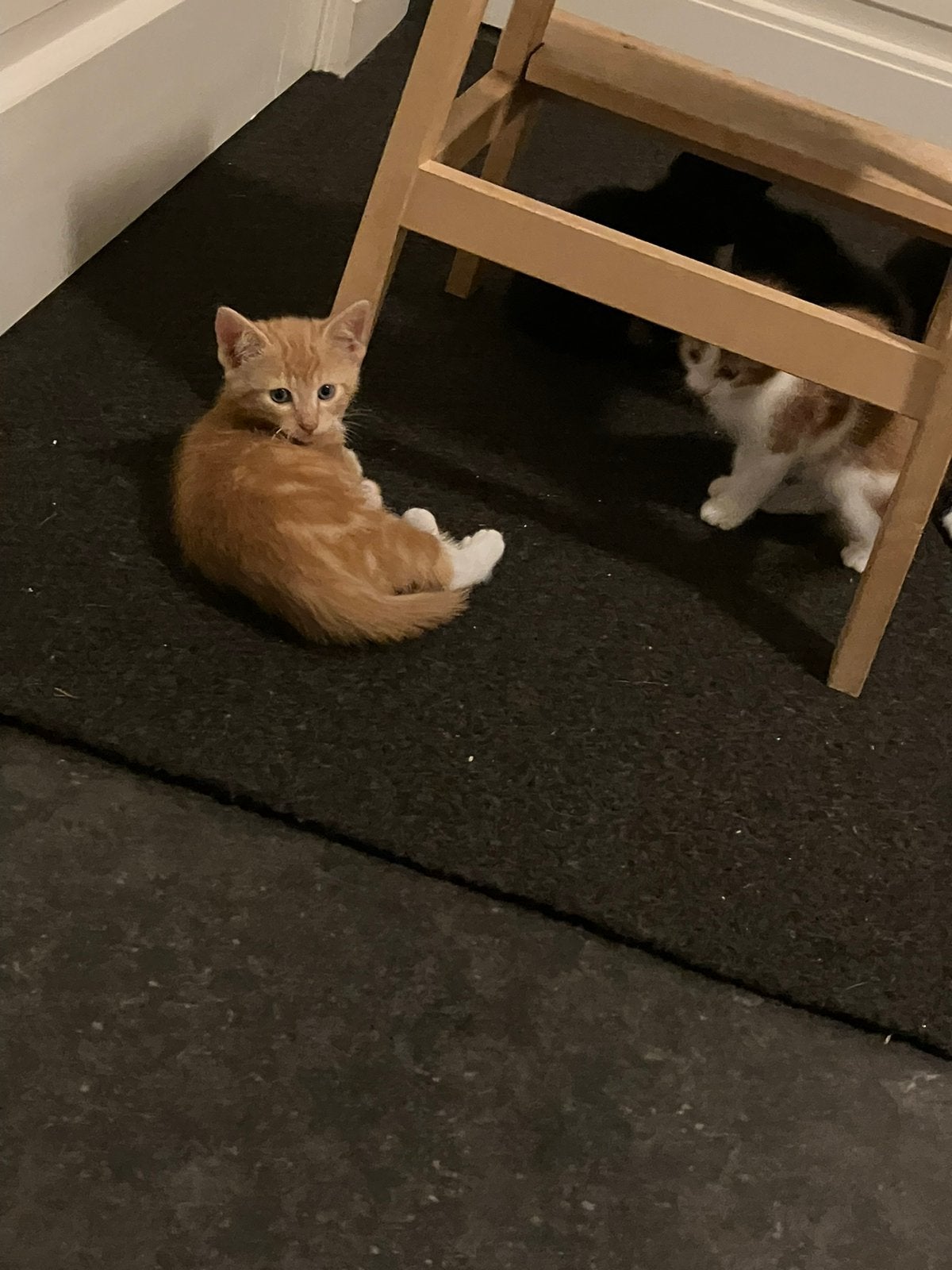 Prachtige rode kitten INGEËNT en CHECK dierenarts, Dieren en Toebehoren, Kater, Ontwormd