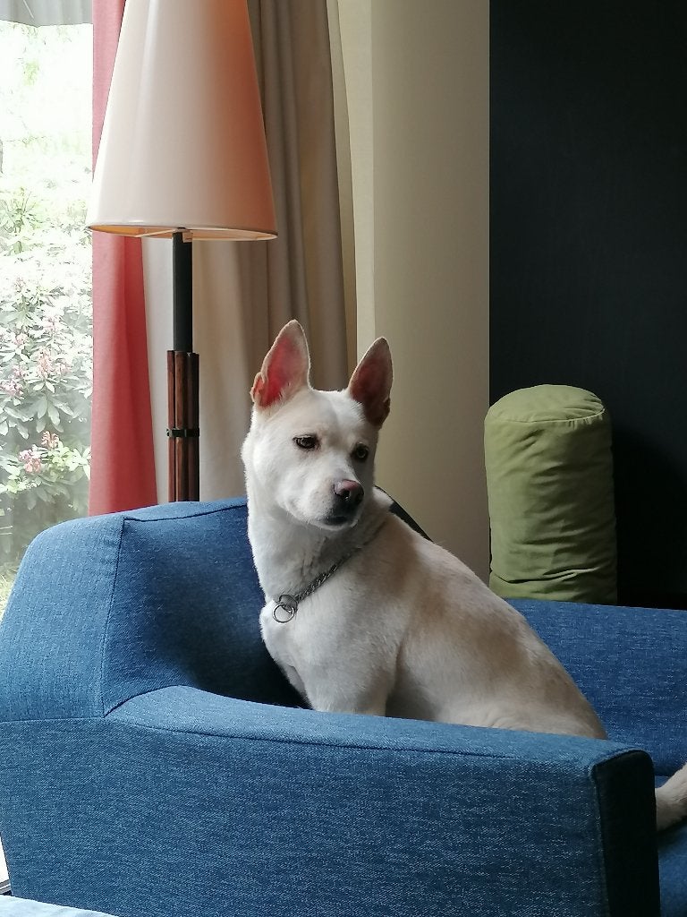 Hond, Dieren en Toebehoren, Teef, Parvo, Eén hond, Nederland