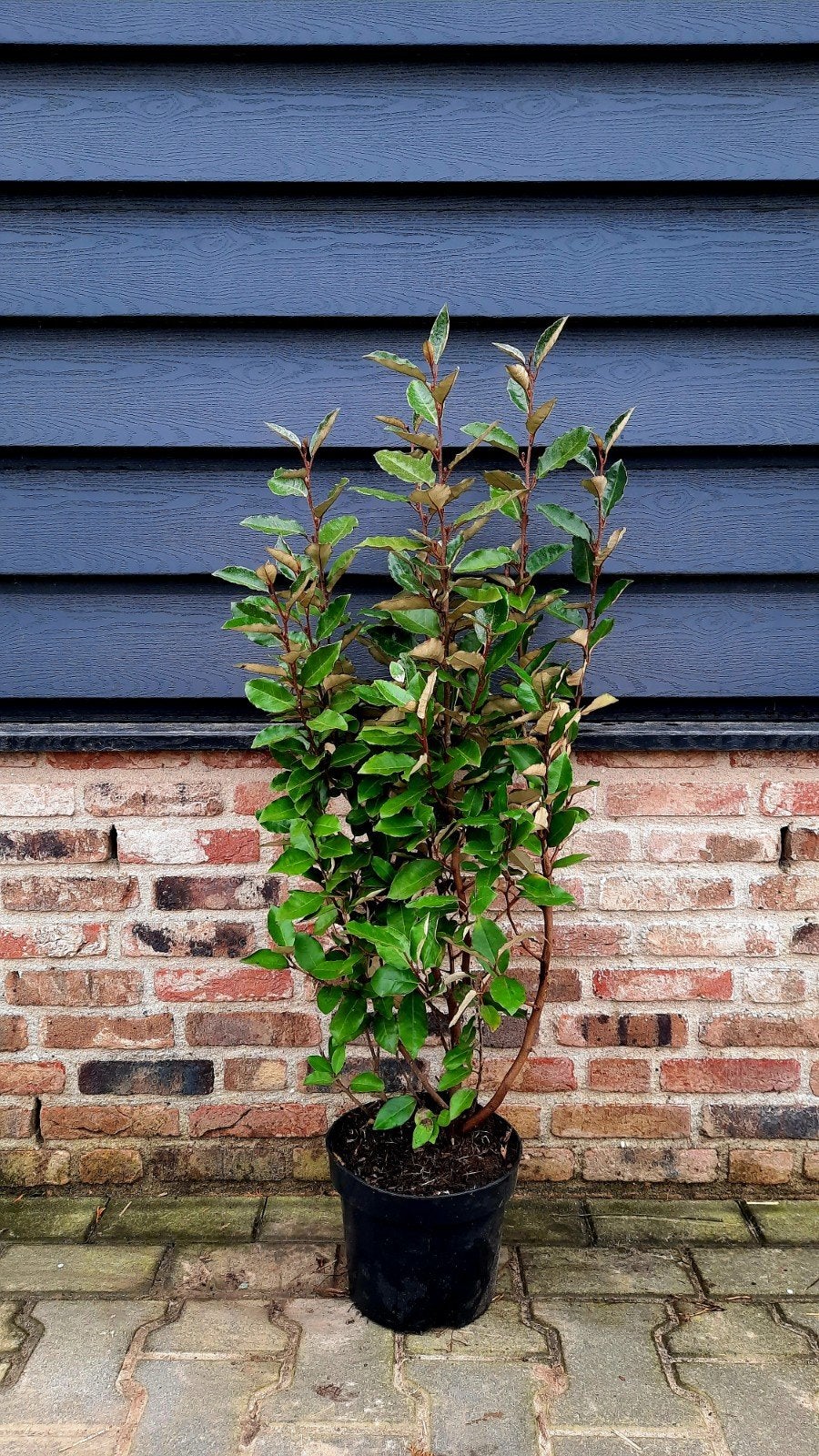 Elaeagnus ebbingei 'Compacta' (Olijfwilg) 🌿🌳, Ophalen, Minder dan 100 cm
