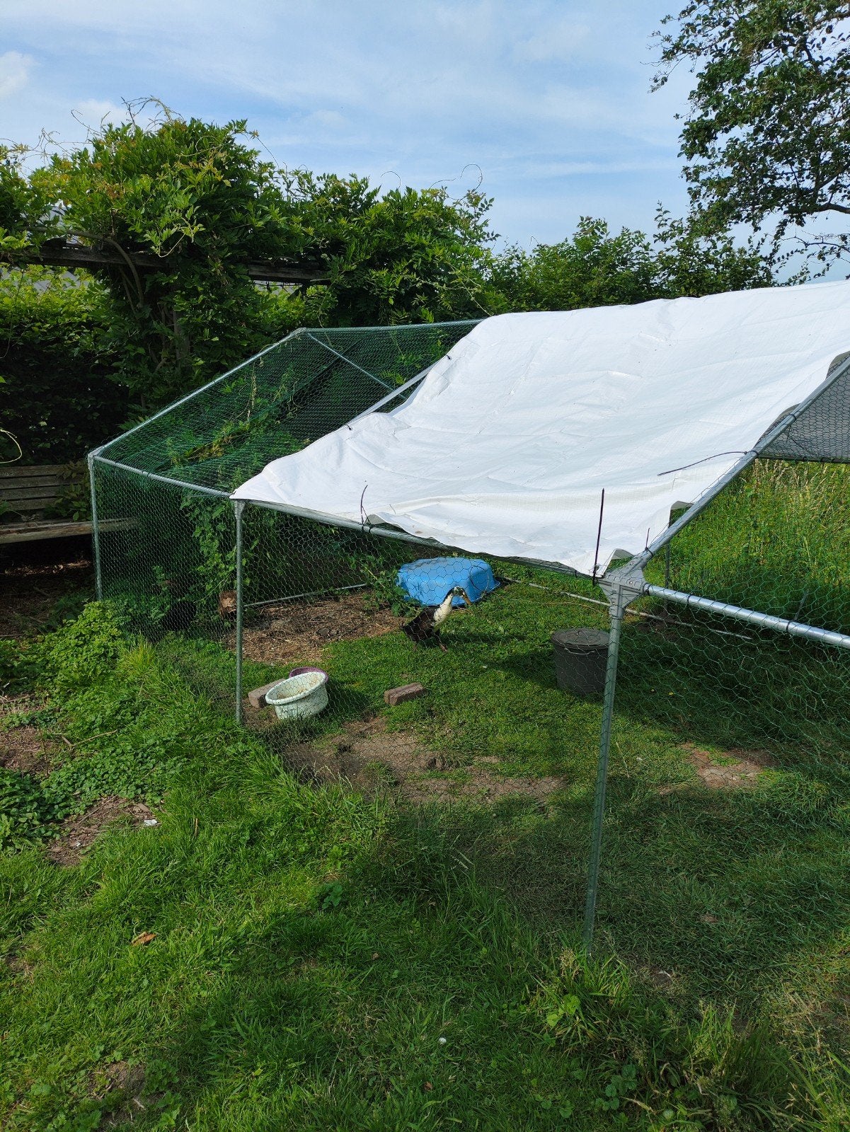 Kippenren 6x3x2, Dieren en Toebehoren, Kip