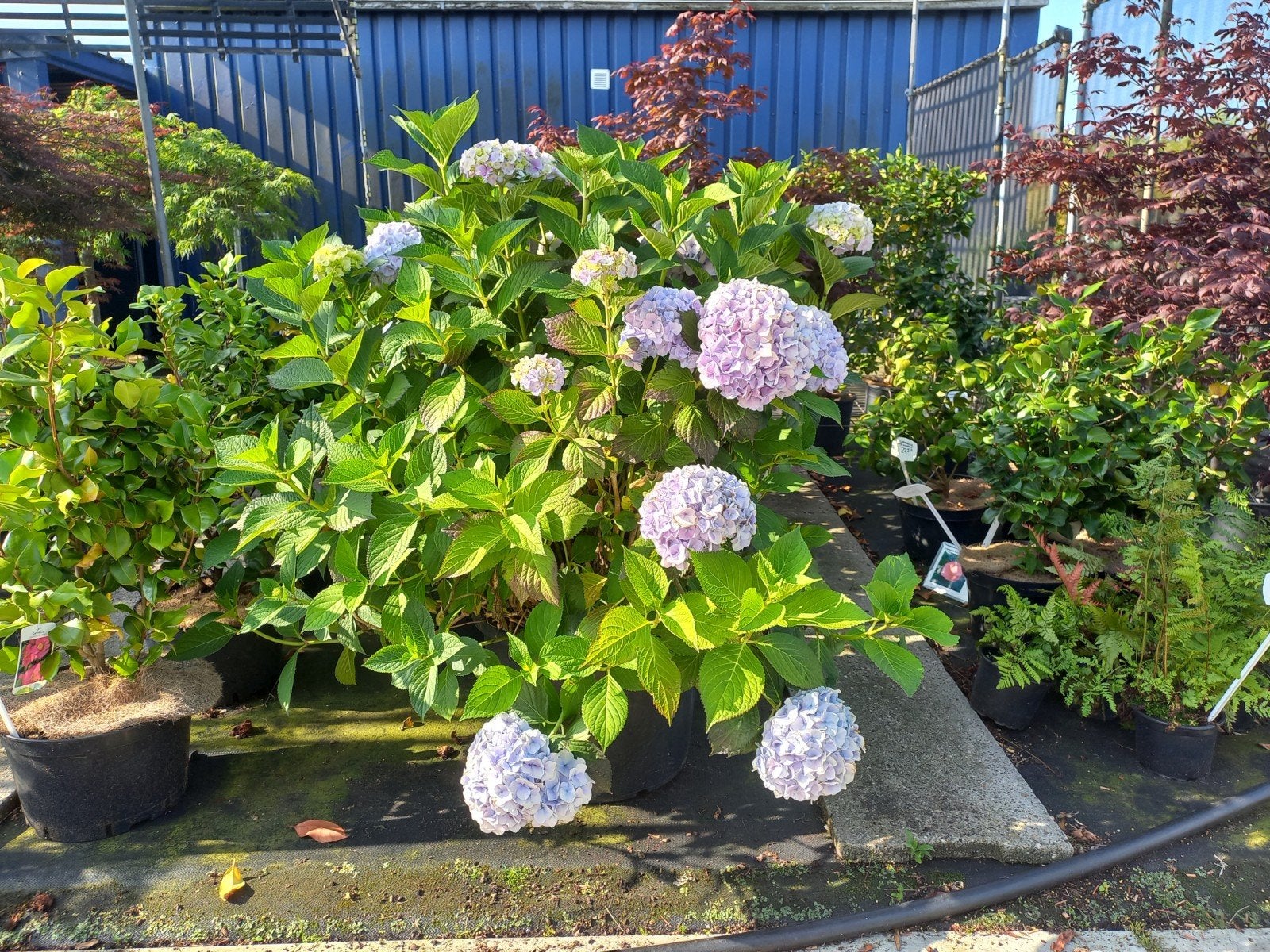 zeer grote Hortensia €39,95, Tuin en Terras, Ophalen, Overige soorten, Halfschaduw