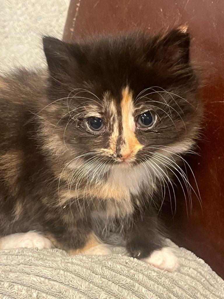 De schattigste kittens zijn hier!!, Dieren en Toebehoren, Katten en Kittens | Raskatten | Langhaar, Meerdere dieren, 0 tot 2 jaar