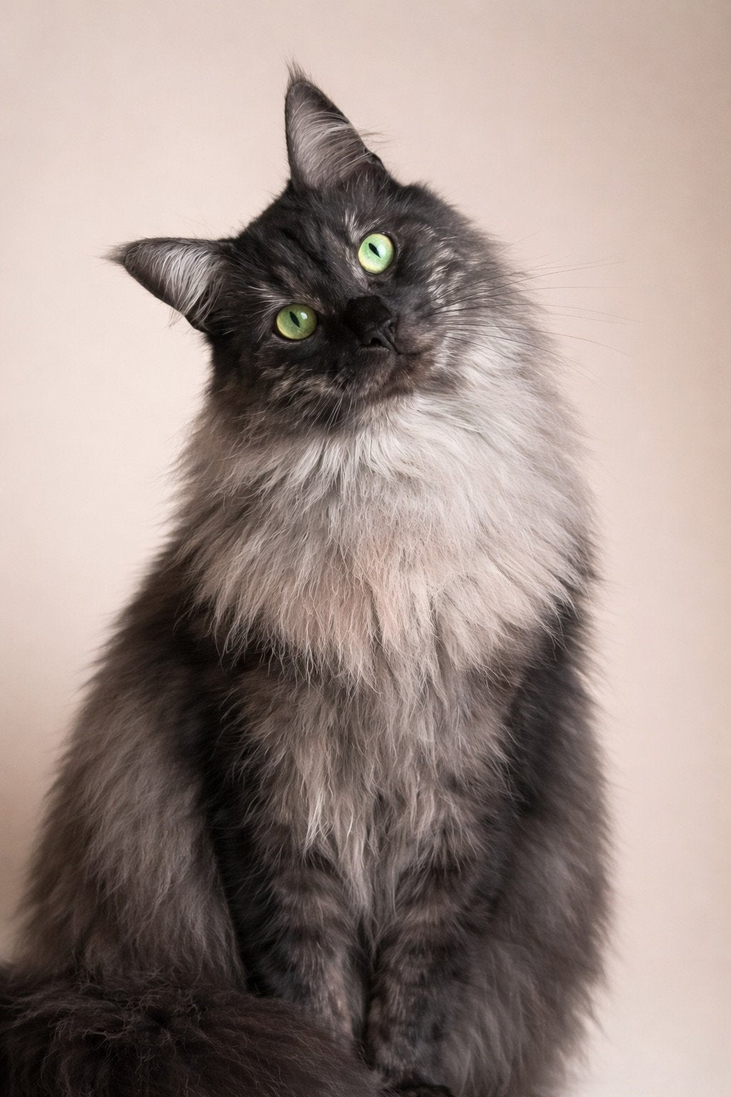 Lieve Maine Coon kater zoekt nieuw huisje, Kater, Gechipt, 3 tot 5 jaar