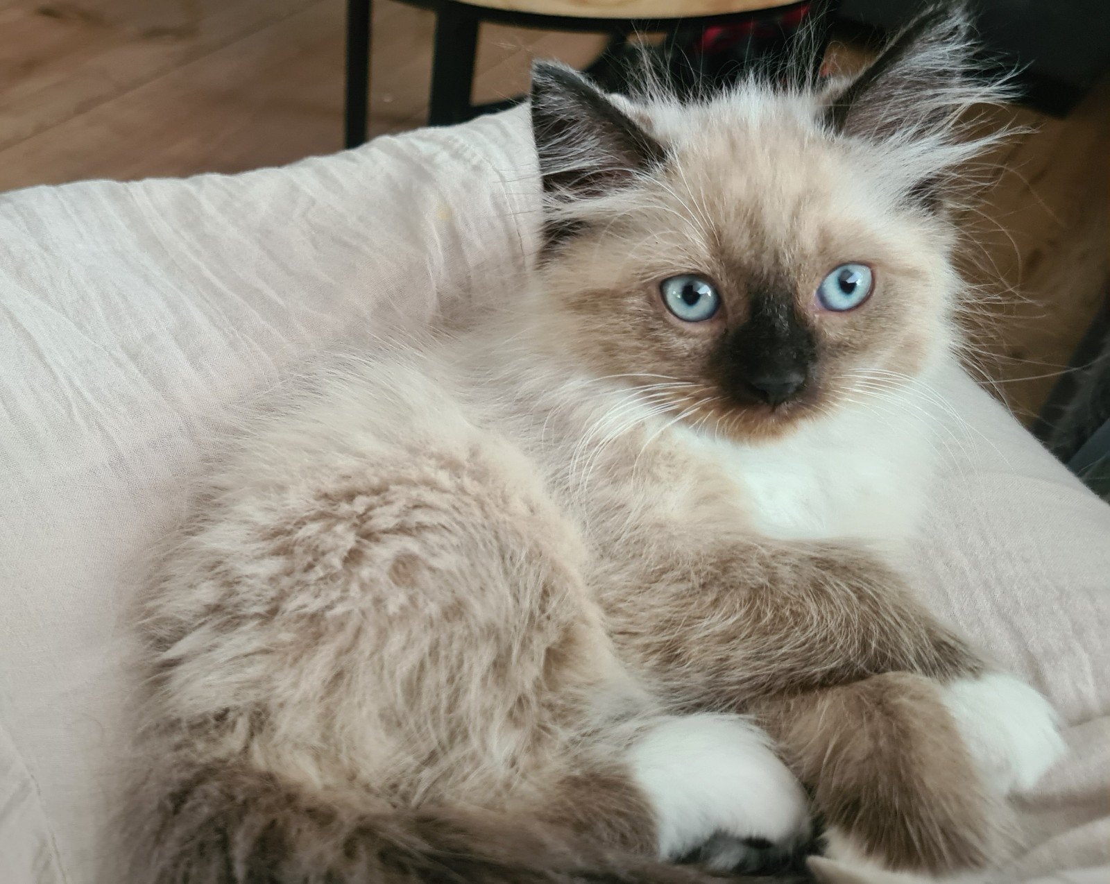 Prachtig Katertje kruising Neva Masquerade, Kater, Ontwormd, 0 tot 2 jaar