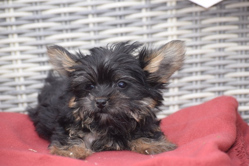 Yorkshire terrier pups nieuw nestje, Dieren en Toebehoren, Honden | Jack Russells en Terriërs, Yorkshire Terriër, Nederland, 8 tot 15 weken