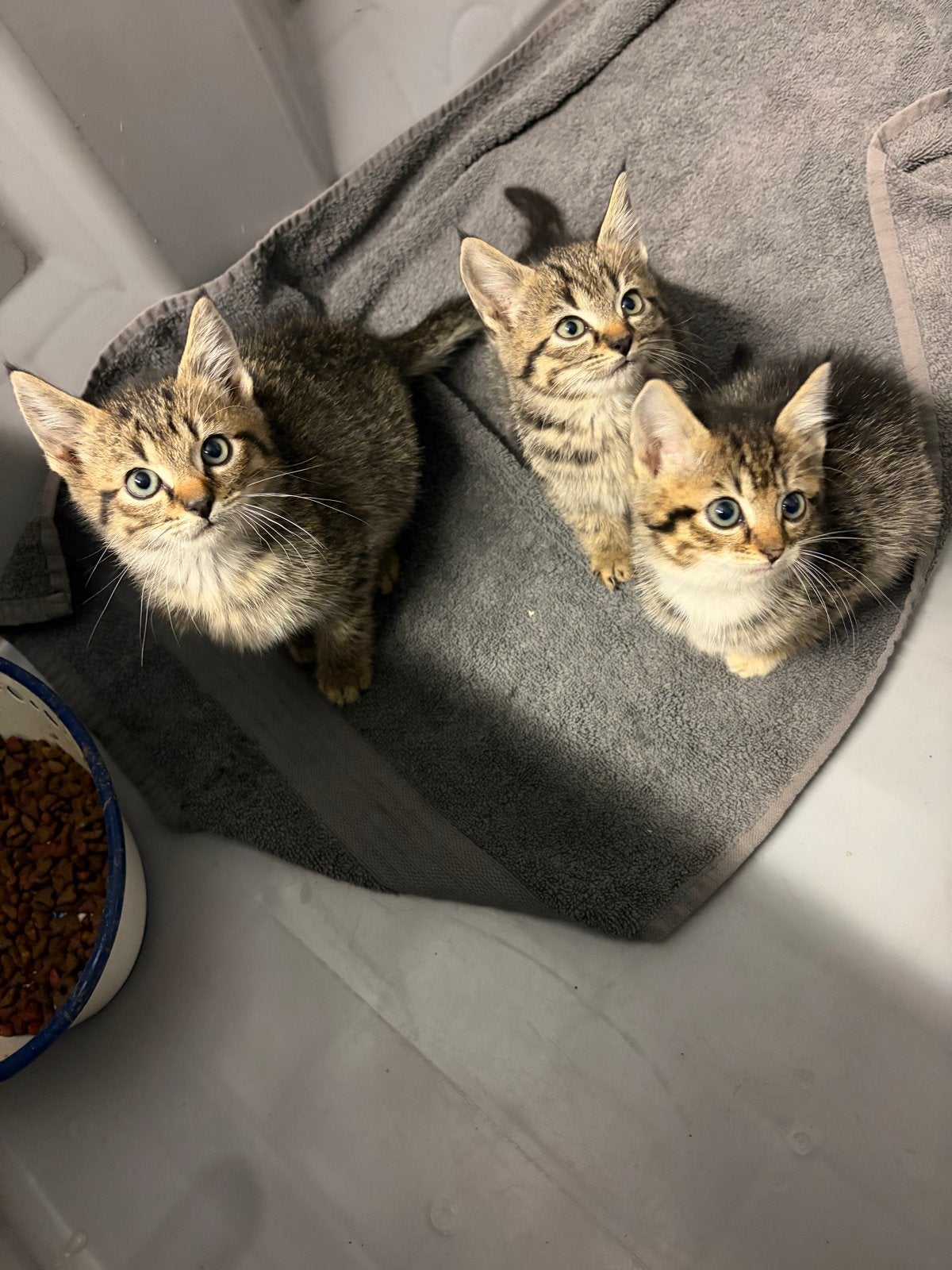 Leuke kittens