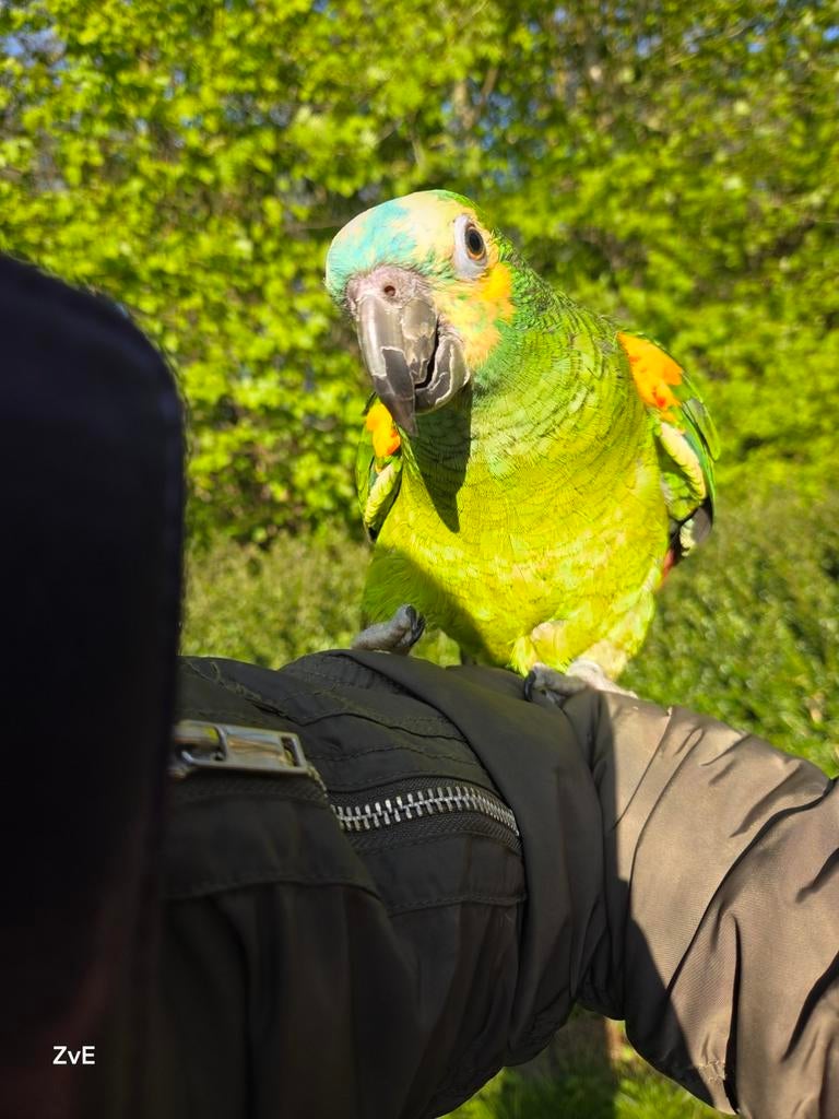 Gezocht, blauw voorhoofd amazone popje, Dieren en Toebehoren, Vogels | Parkieten en Papegaaien, Vrouwelijk, Papegaai