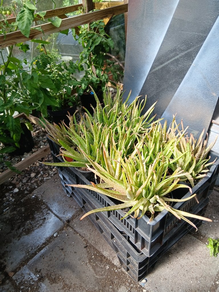 aloe vera planten, Ophalen, Halfschaduw, Minder dan 100 cm