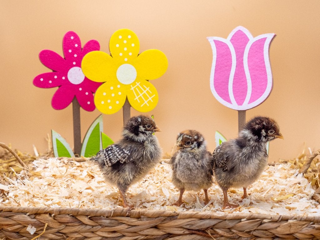 Jonge Barnevelder kuikens zilver gezoomd gesekst & ingeënt, Dieren en Toebehoren, Pluimvee, Vrouwelijk, Kip