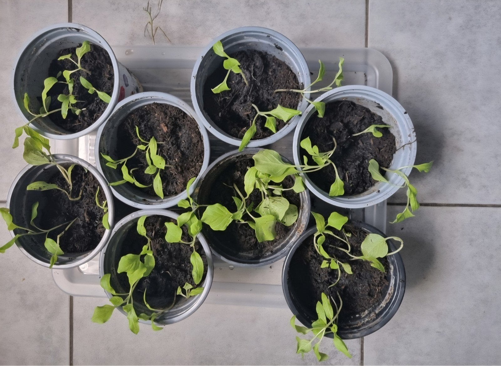 meloen aubergine sn paprika madame jeanette, Tuin en Terras, Planten | Tuinplanten, Ophalen, Eenjarig, Groenteplanten, Volle zon