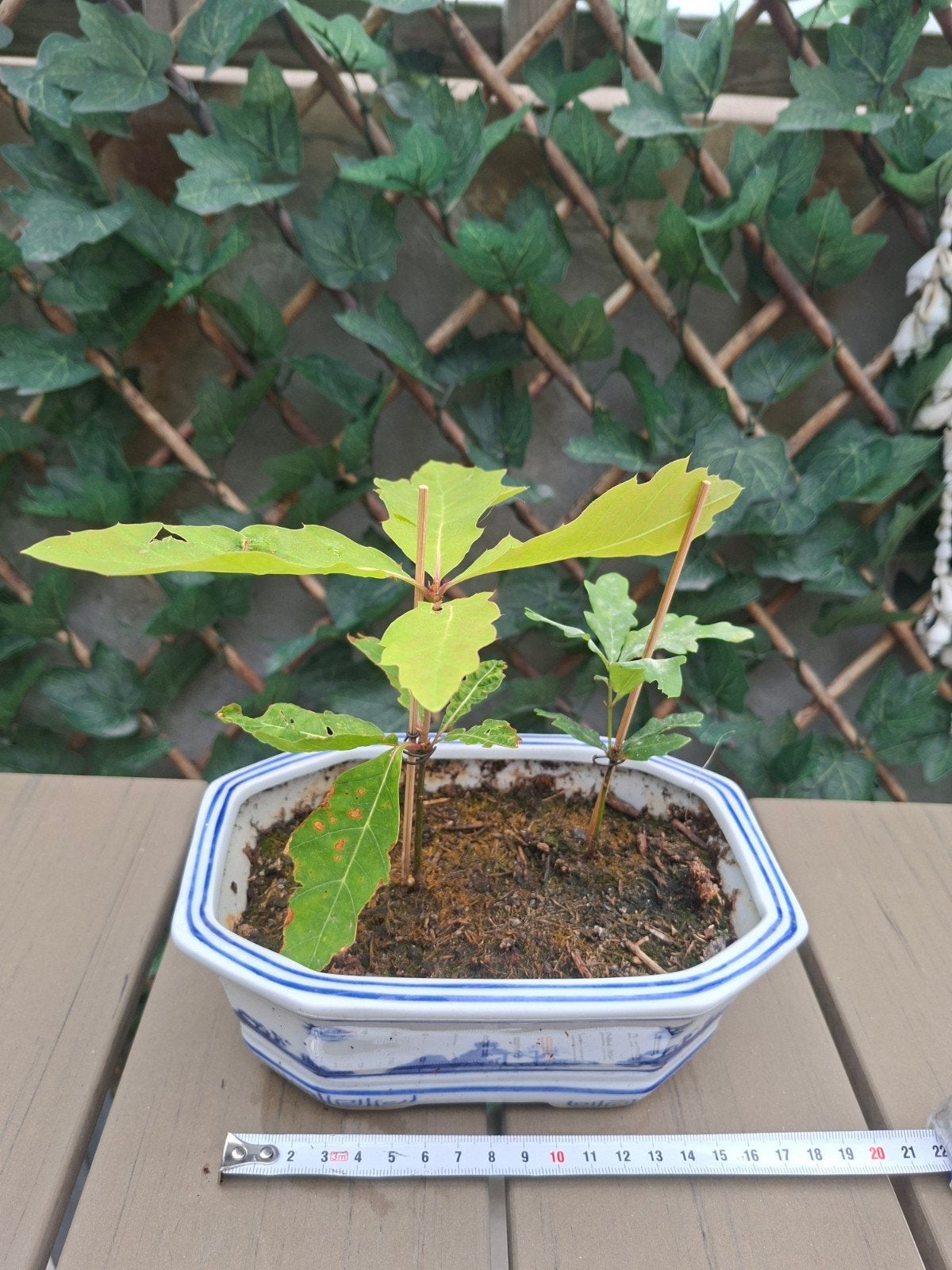 Mooie japanse bonsai schaal met twee Hollandse eiken., Tuin en Terras, Bloempotten, Ophalen, Zo goed als nieuw, Aardewerk, Minder dan 40 cm