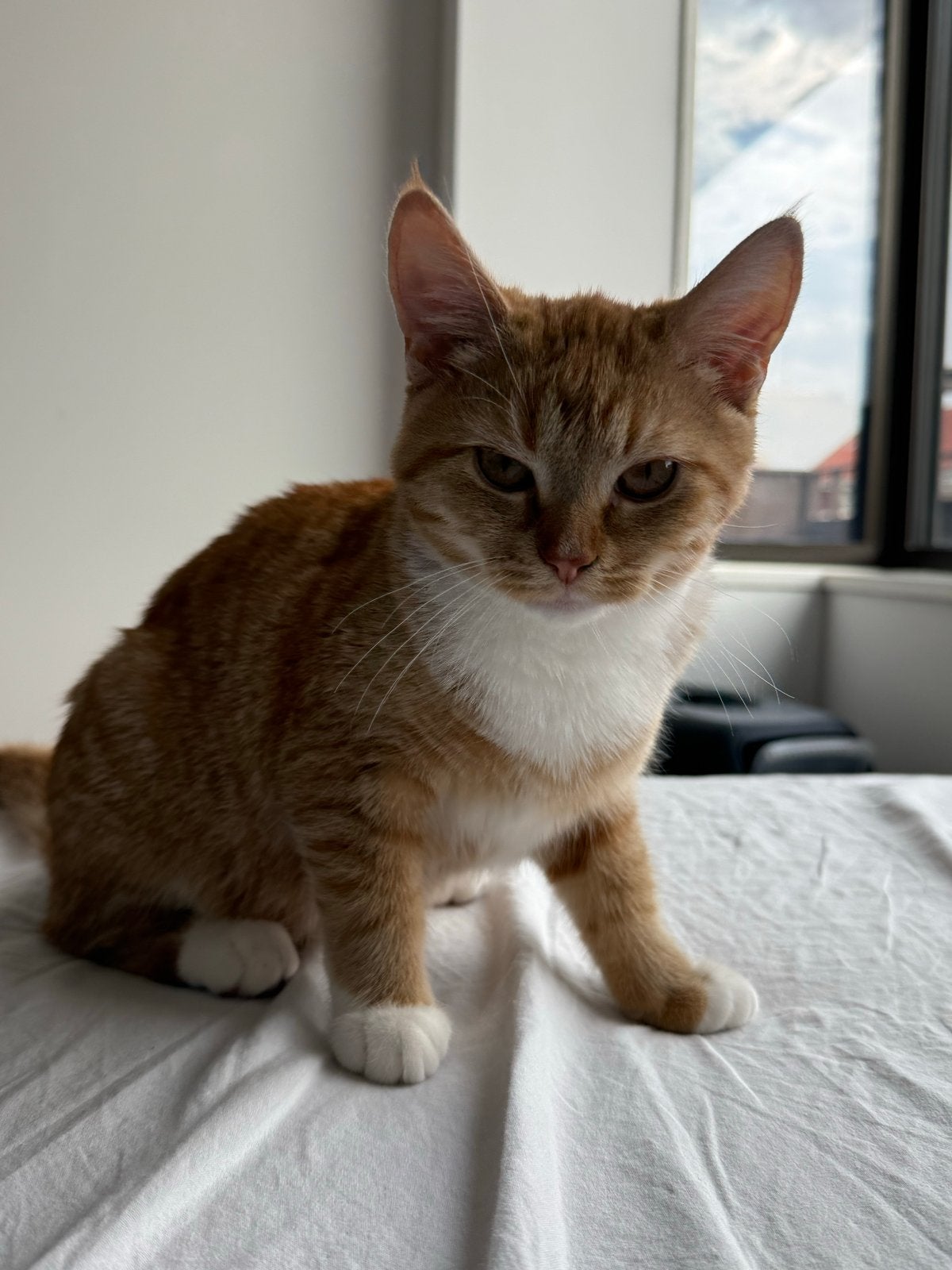Kitten
