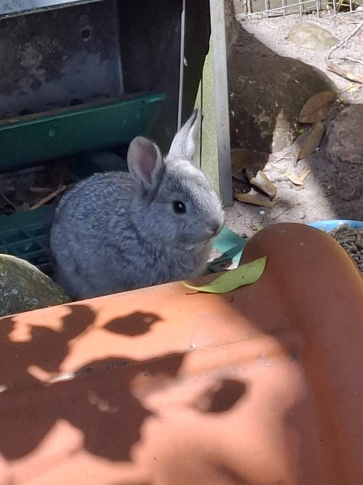 Jonge konijnen te koop, Dieren en Toebehoren, Konijnen, Meerdere dieren, Groot, 0 tot 2 jaar