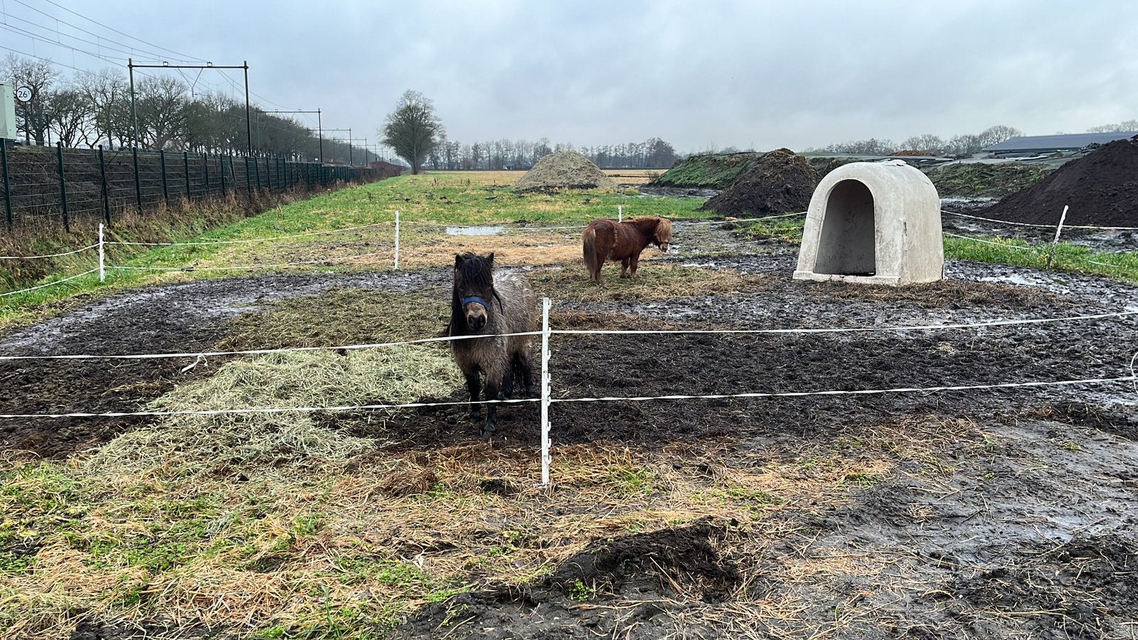 2 mini shetlanders te koop, Dieren en Toebehoren, Pony's, Ruin, Ontwormd, 3 tot 6 jaar