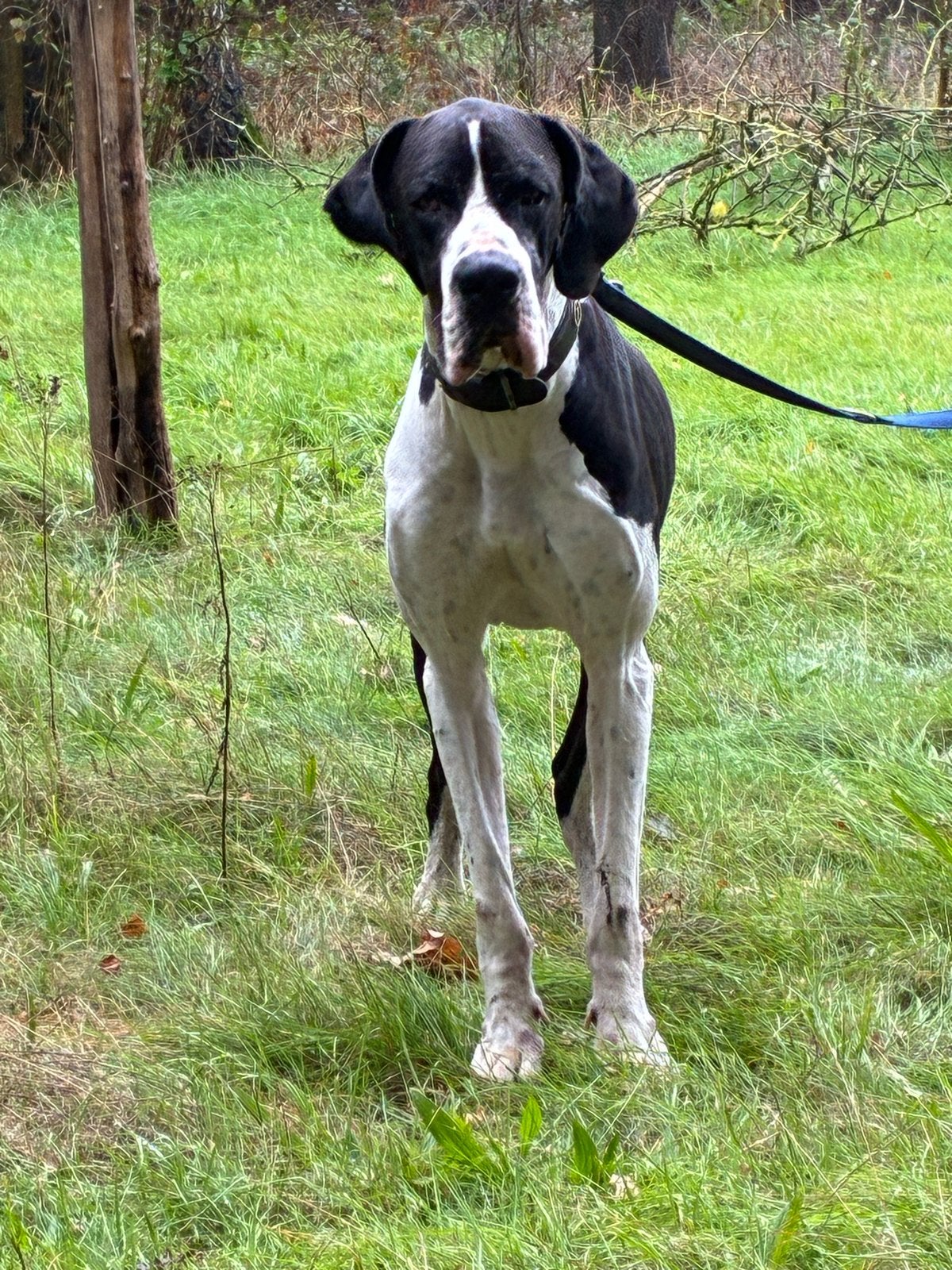 Duitse dog reu, Dieren en Toebehoren, Eén hond, CDV (hondenziekte), 3 tot 5 jaar, Nederland