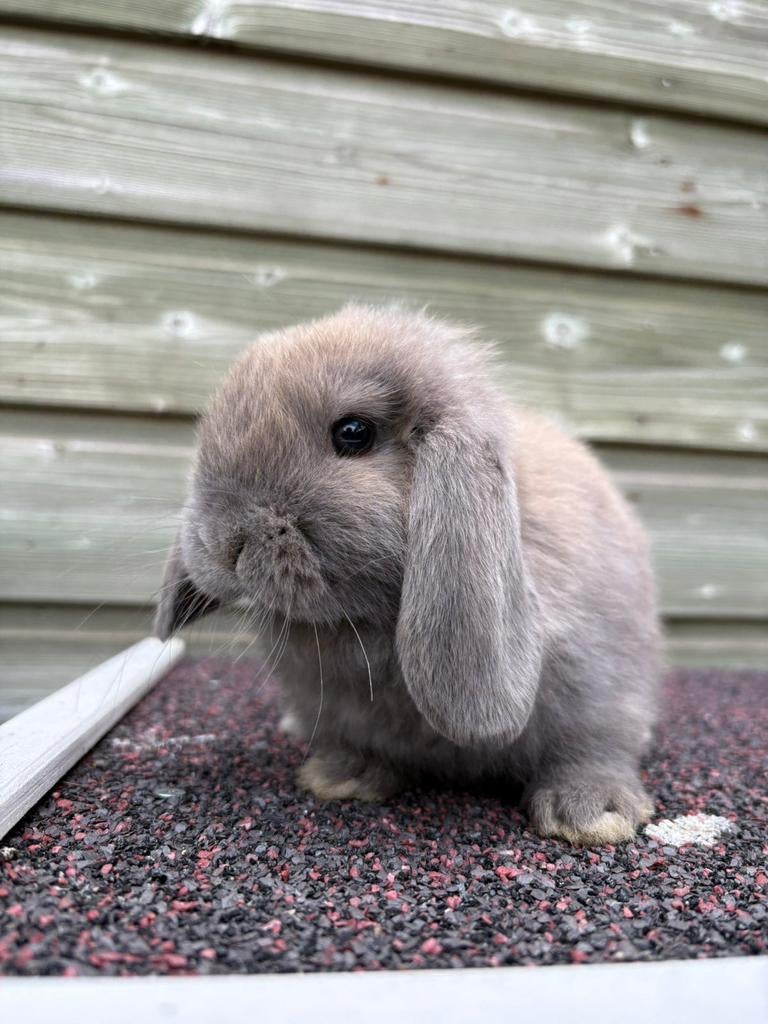 Minilop konijn voedster, Dieren en Toebehoren, Konijnen, Vrouwelijk, Dwerg