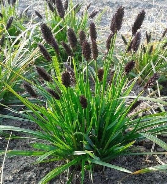 Sesleria heufleriana in p9, Volle zon, Vaste plant, Zomer, Ophalen
