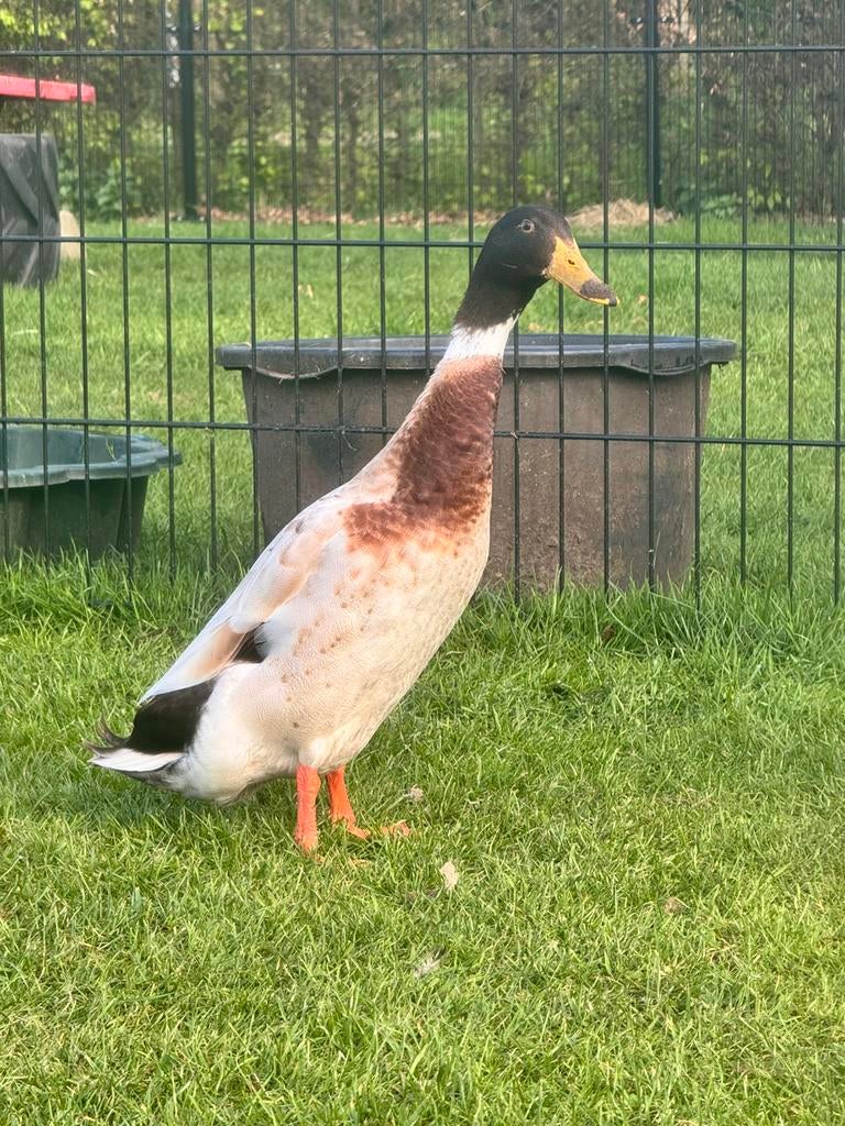 Jonge loopeend woerd te koop, Dieren en Toebehoren, Pluimvee, Mannelijk, Eend