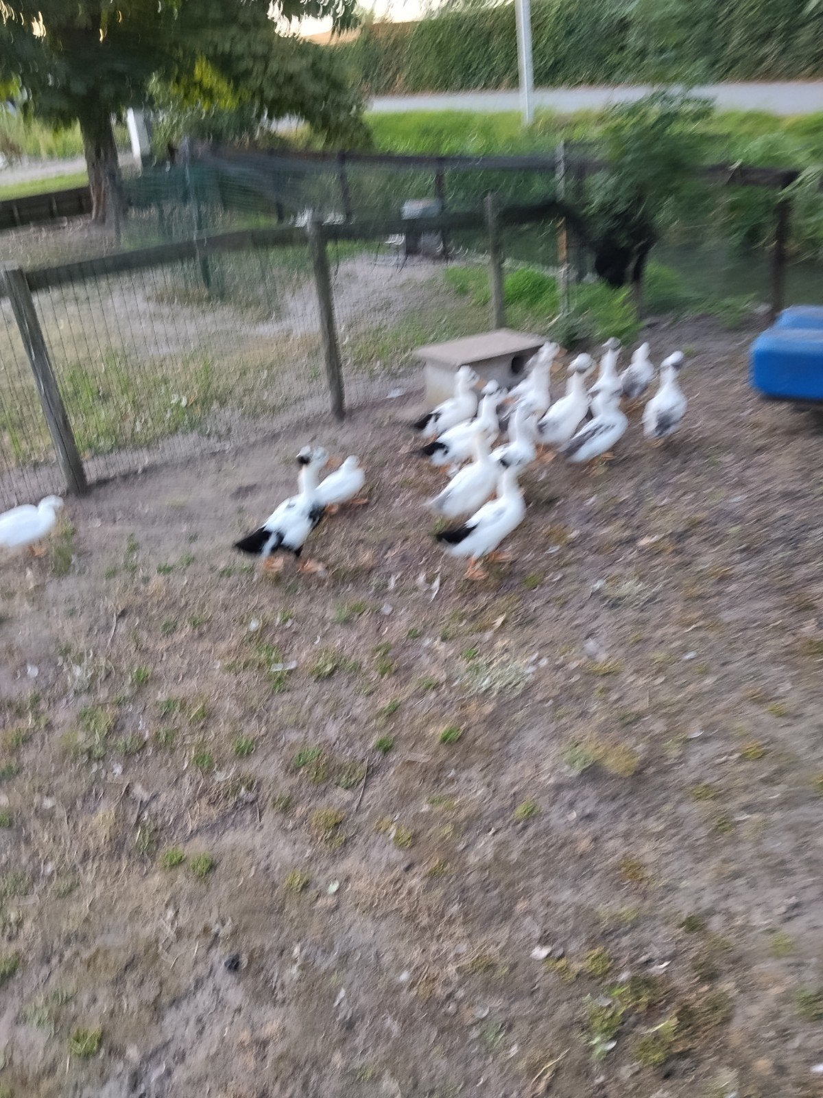 Super mooiekuifeenden, Meerdere dieren