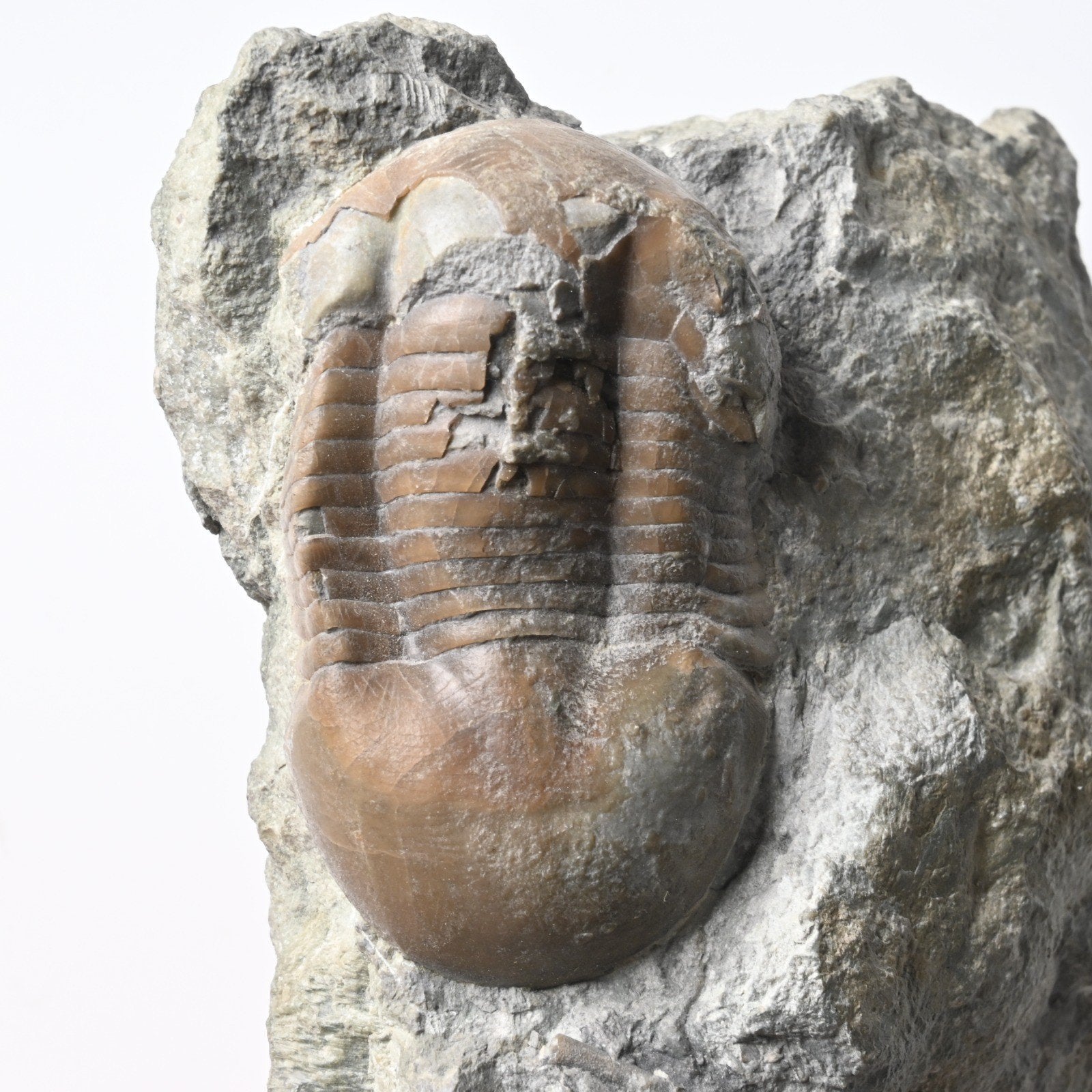 Illaenus cf. sarsi trilobiet fossiel, Zweden, 5.3cm, Ophalen of Verzenden, Fossiel