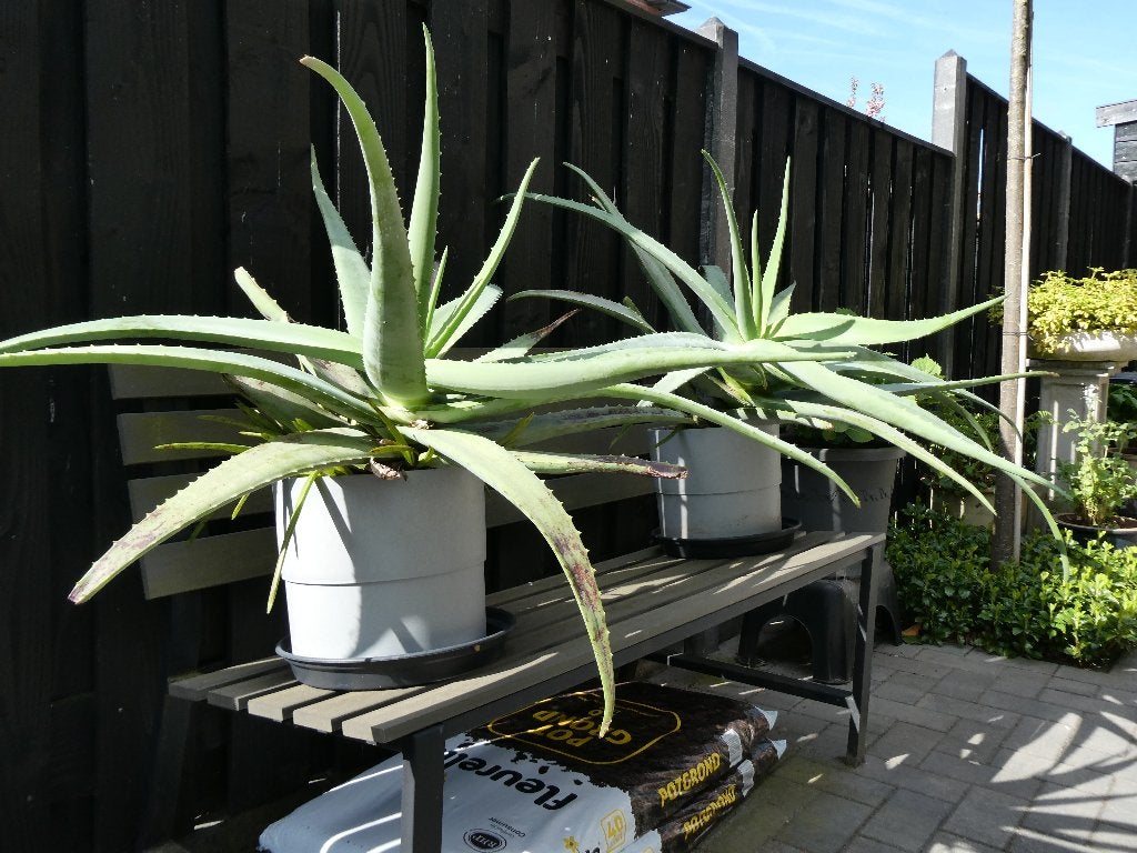 agave, Volle zon, Vaste plant, Bloeit niet, Ophalen