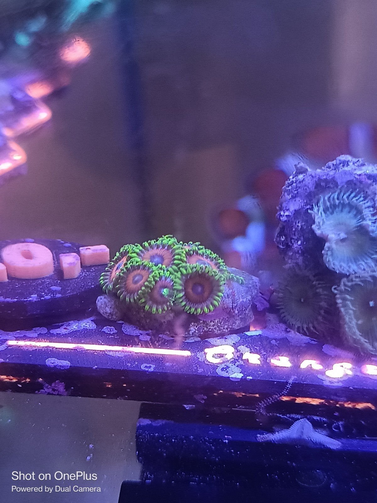 Watermelon zoanthids stekken, Slang, 0 tot 2 jaar