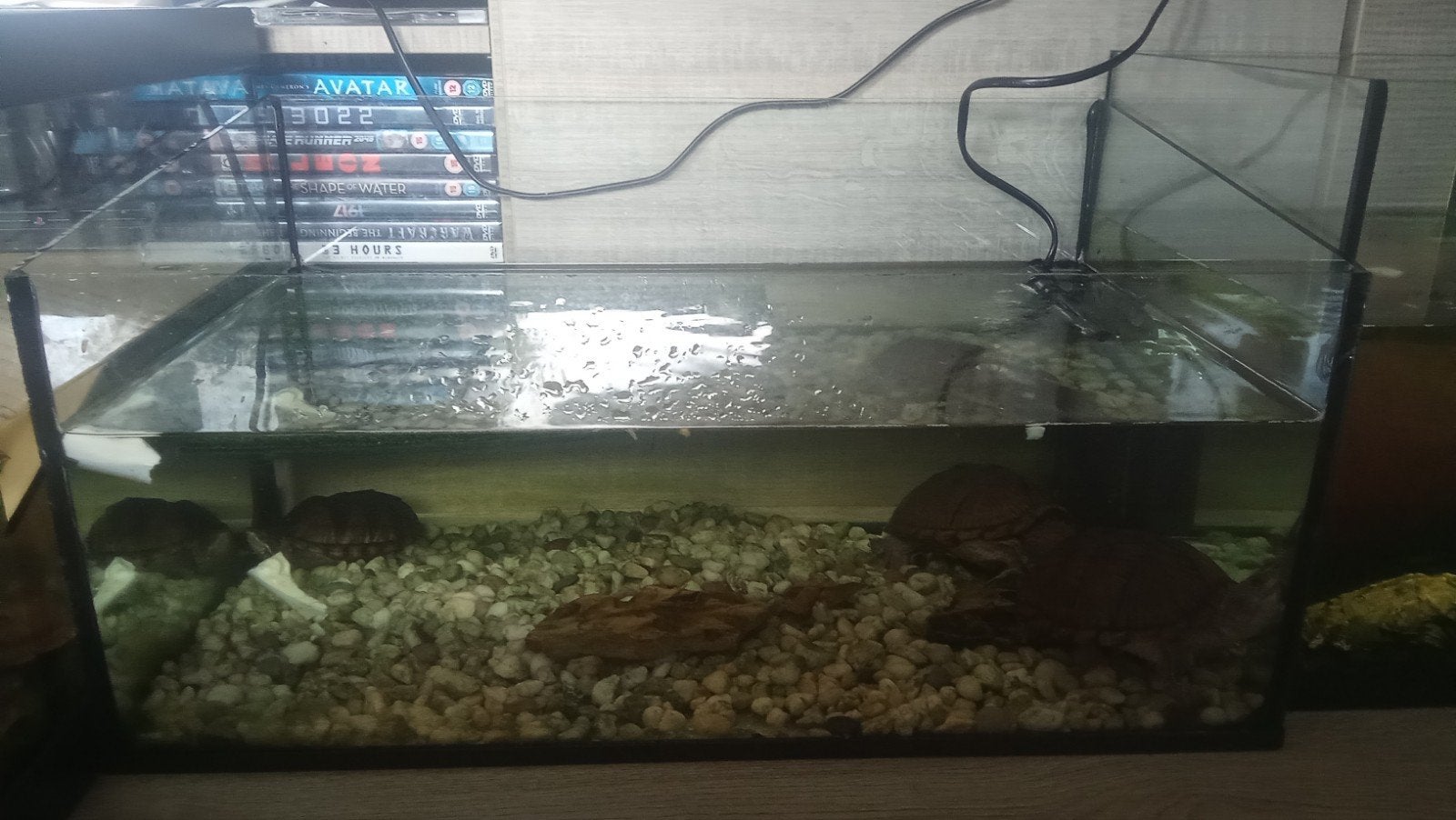 schildpadden bak met ingebouwd eiland 50*30*25, Dieren en Toebehoren, Ophalen, Leeg aquarium
