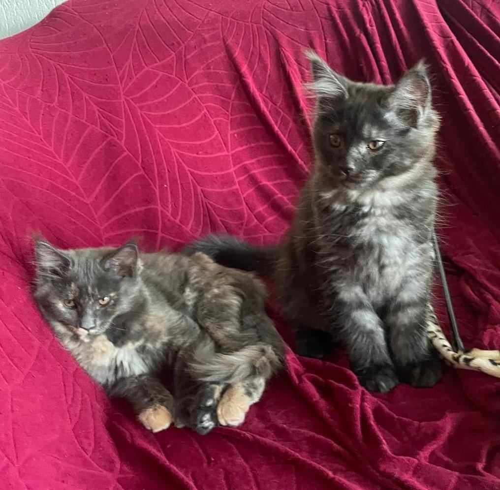 Prachtige Maine coon kittens mogen verhuizen, Meerdere dieren, Gechipt, 0 tot 2 jaar