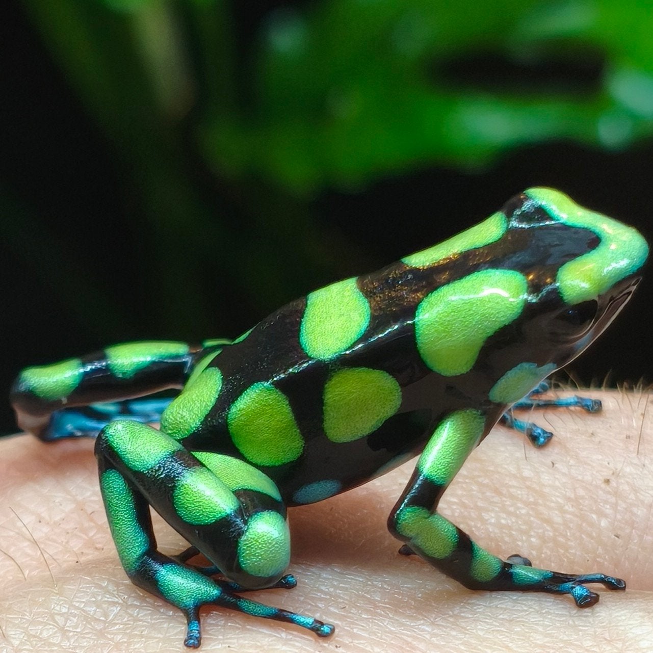 Dendrobates auratus 'Capurgana' Frog photo 3