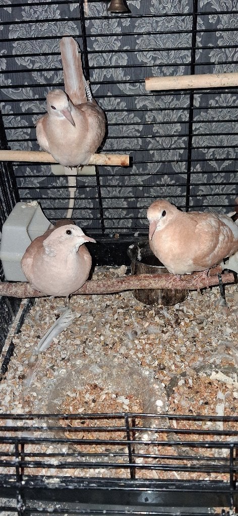 3 jonge lachduiven aangeboden., Meerdere dieren, Overige soorten